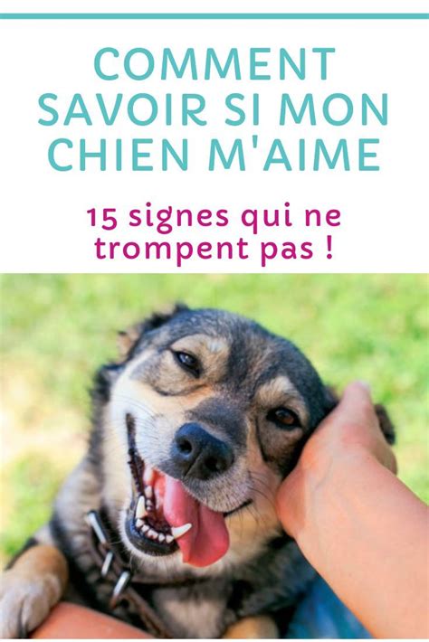 Comment Savoir Si Mon Chien M Aime