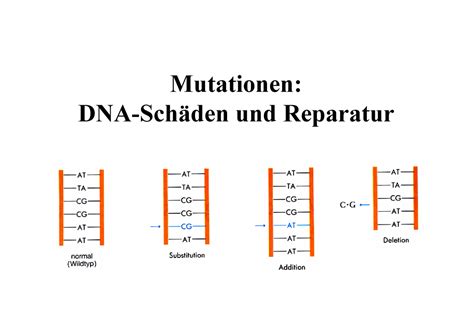 Mutationen Mutationen Dna Sch Den Und Reparatur Arten Der Mutation