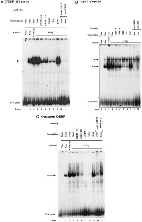 PGE 2 Mediates Binding Of C EBP And CREB To The Two Most Proximal C EBP