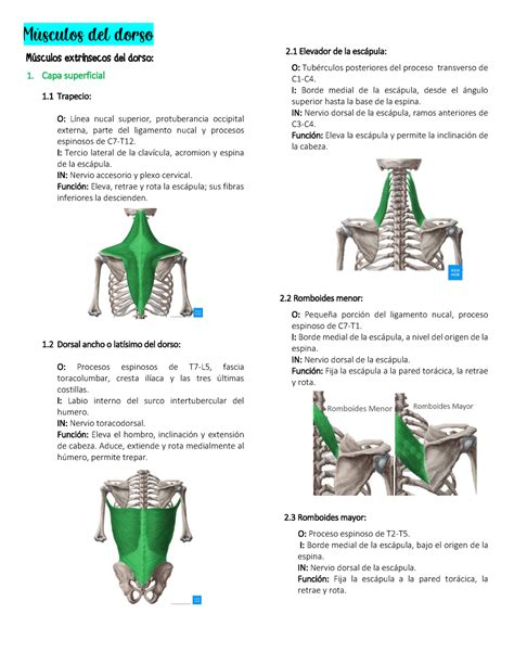 M Sculos Del Dorso Final M Sculos Del Dorso M Sculos Extr Nsecos