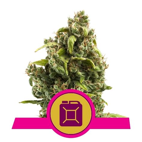 Buy Sour Diesel Feminized Seeds By Royal Queen Seeds In America Stellar Seeds