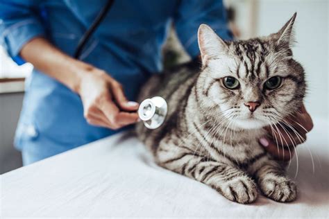 Hypertrophic Cardiomyopathy In Cats