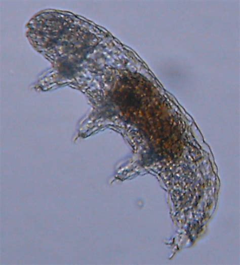 Phylum Tardigrada