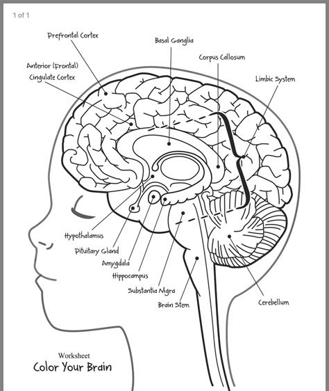 Parts Of The Brain Worksheet For Kids