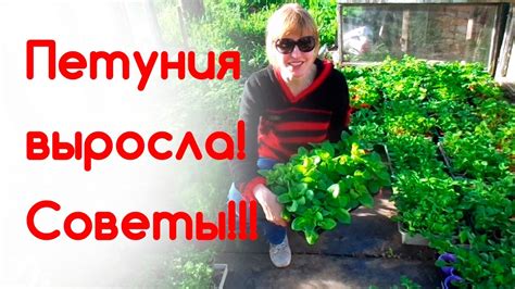 Петуния перед высадкой. Уход - YouTube