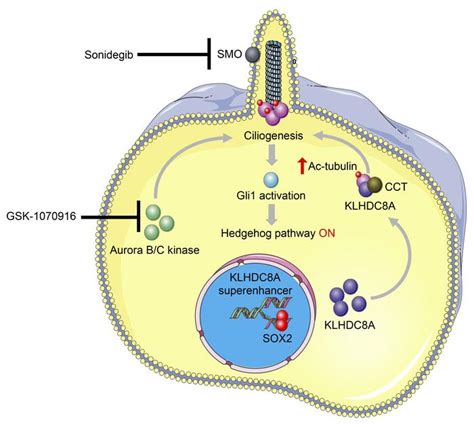 JCI Superenhancer Activation Of KLHDC8A Drives Glioma Ciliation And