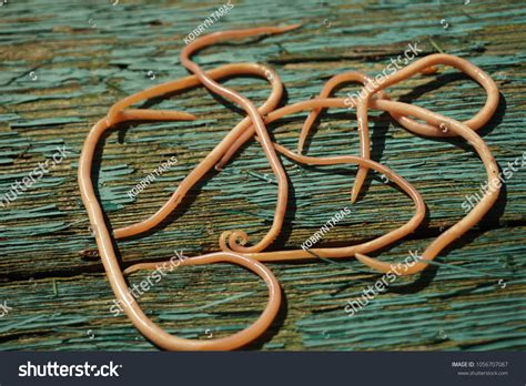 Giant Roundworms Ascaris Lumbricoides Stock Photo Shutterstock