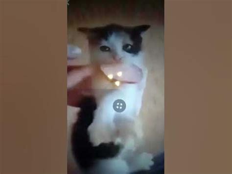 🐱🐱🐱+🍗🍗🍗=💗💗💗замурчательно - YouTube