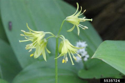 Bluebead Lily Clintonia Borealis