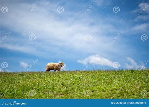 Alone Sheep On The Mountain Farm Against Green Grass Fields With Blue