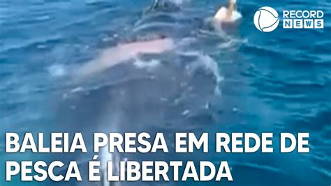 Baleia Presa Em Rede De Pesca Encontrada E Libertada No Litoral De