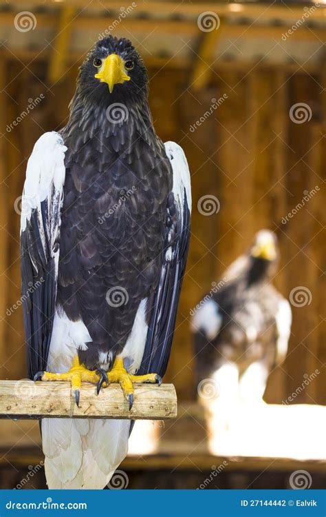 Eagle Vision Stock Photo Image Of Looking Feathers 27144442