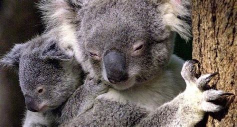 Australia sacrifica a 700 koalas debido a la superpoblación