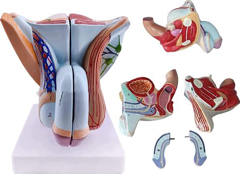 Educational Model Male Genital Organ Model Male Reproductive System