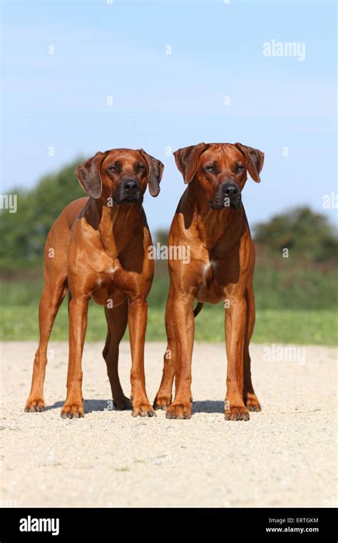 2 Rhodesian Ridgebacks Stock Photo - Alamy