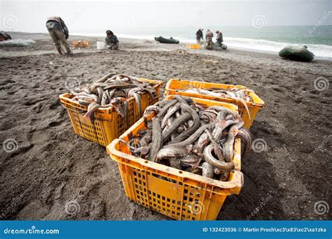 Fishing, Kamchatka Peninsula Stock Photo - Image of anima, fish: 132423036