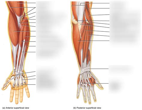 Muscles Of The Forearm And Wrist Diagram Quizlet