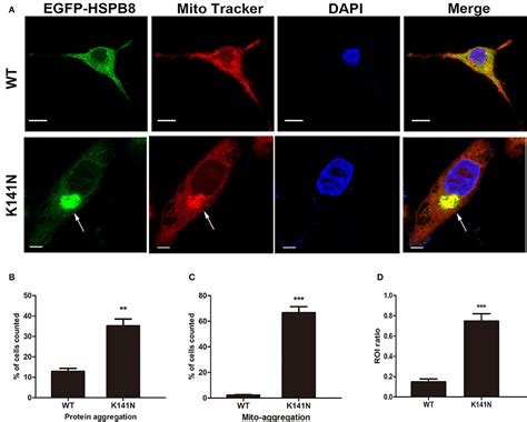 Frontiers L N Butylphthalide Protects Hspb K N Mutation Induced