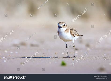 9,323 Migrating sand Images, Stock Photos & Vectors | Shutterstock