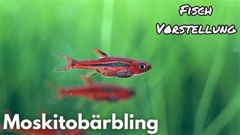 Moskitobärbling Boraras brigittae Liquid Nature Fisch Vorstellung