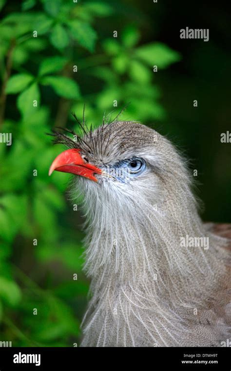 Red Legged Seriema Cariama Cristata Stock Photo Alamy