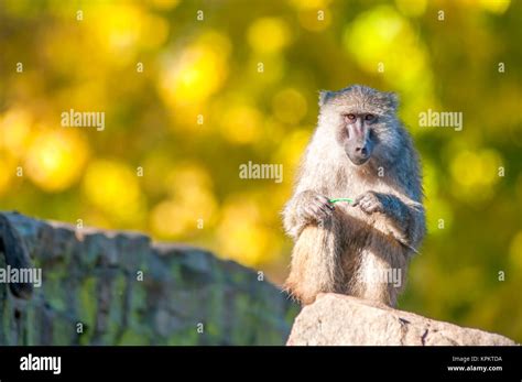 Mommy Monkey Hi Res Stock Photography And Images Alamy