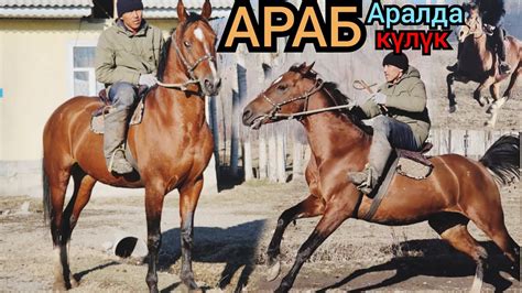 Араб күлүк АРАЛДА ҮЧ АТ 😱АЛИБАБА ТАЛАШТА КАЛДЫ САНАТ АКЕДЕ - YouTube