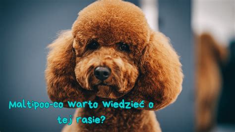 Maltipoo co warto wiedzieć o tej rasie PetBox