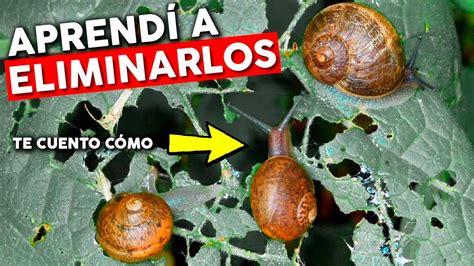 Como eliminar CARACOLES y BABOSAS Qué FUNCIONA y qué NO YouTube