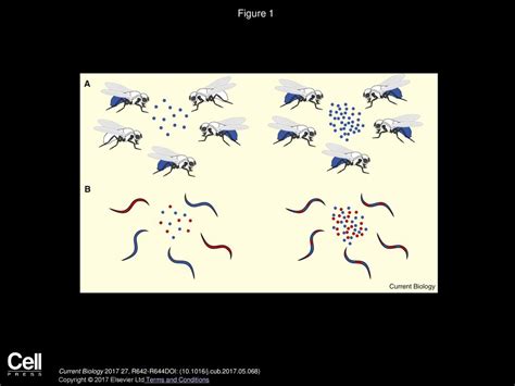 Hostmicrobe Interactions Winning The Colonization Lottery Ppt Download