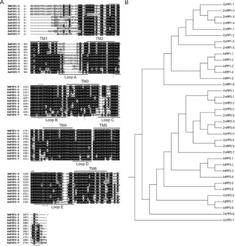 Deduced Amino Acid Sequences Of Ospip Proteins And Their Phylogenetic