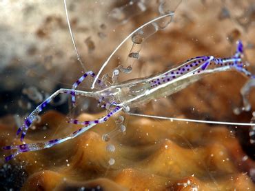 Pederson Cleaner Shrimp Ancylomenes Pedersoni Commensal Shrimps