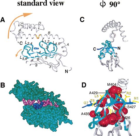 Substrate Binding Domain Of DnaK In Complex With A Peptide Substrate