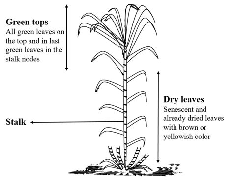 Schematic Representation Of Sugarcane Plant Separating In Green Tops