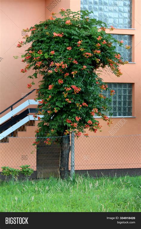 Balboa Sunset Trumpet Creeper Invasive Campsis Radicans Trumpet