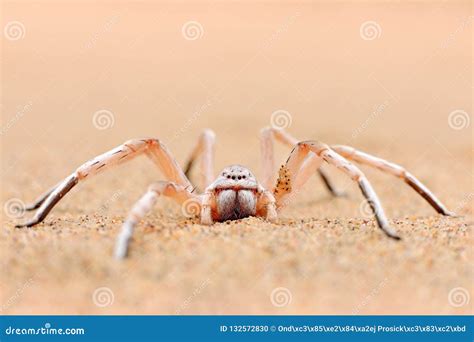 Dancing White Lady Spider At The Namib Desert Stock Image