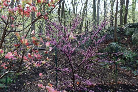 Understory Trees Mostly Native Shade