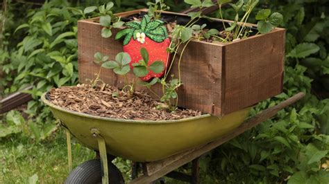 6 Creative Containers for Growing Strawberries