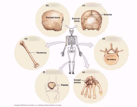 Bone types Diagram | Quizlet