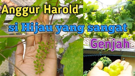 Foundation Pruning Anggur Harold Sangat Genjah Tanpa Pupuk Pembuahan