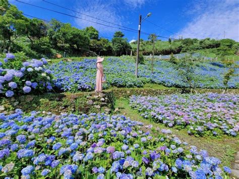 北宜制高點「賞花秘境」！千朵繡球花開 登棧台遠眺蘭陽平原 輕旅行