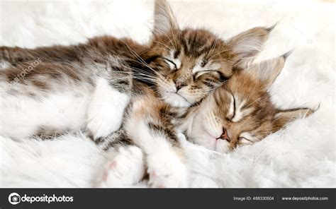 White Baby Kittens Sleeping