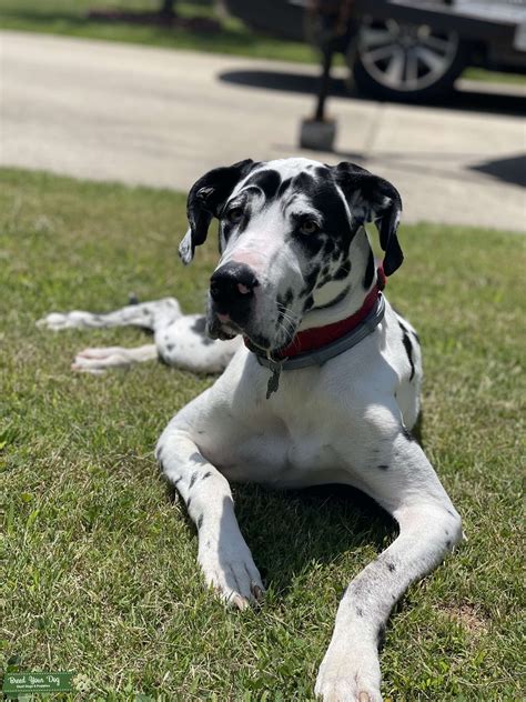 Harlequin Great Dane - Stud Dog in Kentucky , the United States | Breed ...