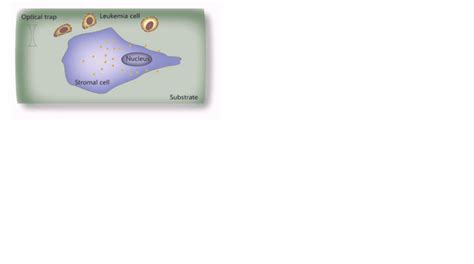 Combined Single Cell Manipulation and Chemomechanical Modeling to Probe Cell Migration Mechanism ...