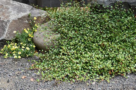 Muehlenbeckia axillaris | Landscape Plants | Oregon State University