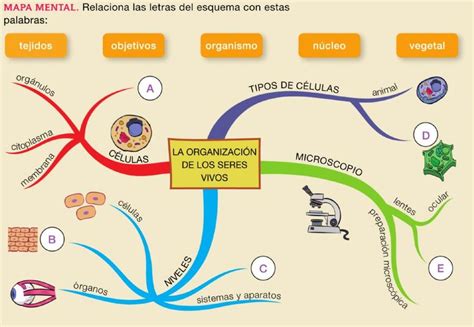 La organización de los seres vivos Quizizz