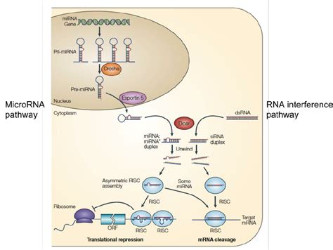 Rna Interference And Microrna Pathways Two Mechanisms For