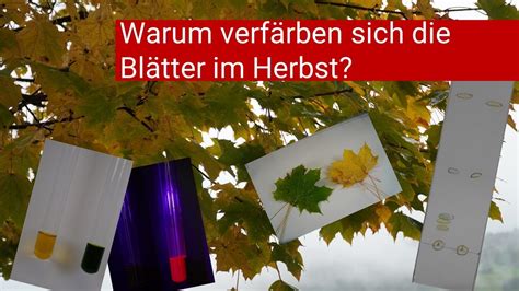 Warum verfärben sich Blätter im Herbst YouTube