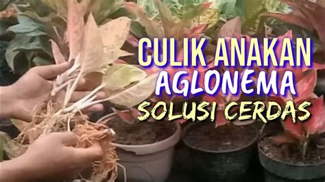 Cara Memperbanyak Aglonema Culik Anakan Aglonema