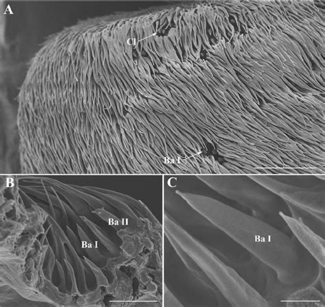 Scanning Electron Micrographs Of Basiconic Sensilla On The Antennal